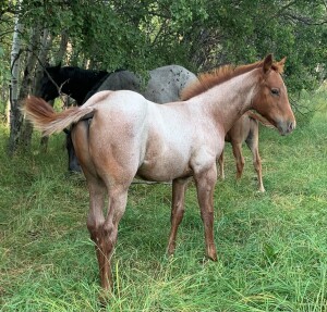 Dixon Ranching 'RCD DASH OF RED' Red Roan Colt