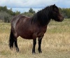 Mini Mare