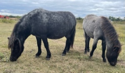 Mini Mare with Colt