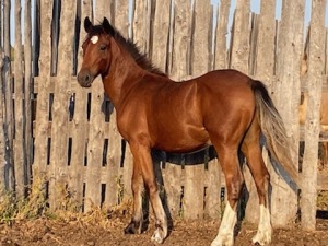 Clyde/QH Cross Bay Filly