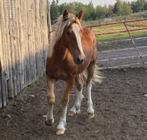 Clyde/QH Cross Sorrel Filly