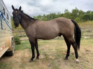 LDS All Jacked Up' AQHA Grulla Gelding