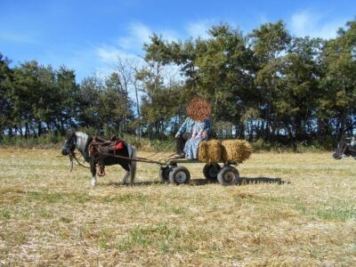 Blainy' Mini Pinto Gelding