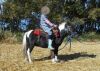 Blainy' Mini Pinto Gelding - 3