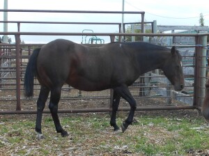 Two Two Frosty Dream' AQHA Bay Mare, 15.2 HH