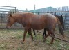 Hanlin May Hancock' AQHA Red Roan Mare