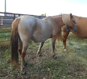 Roany' Roan Mare, 15 HH
