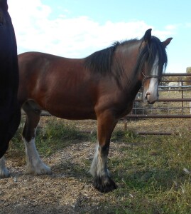 Sunny' Bay Shire Gelding, 16.3 HH