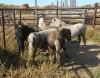 Dun Mini Filly, 8 HH - 2