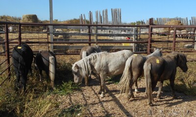 Chestnut Mini Stud Colt, 8 HH