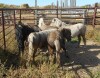 Chestnut Mini Stud Colt, 8 HH - 2