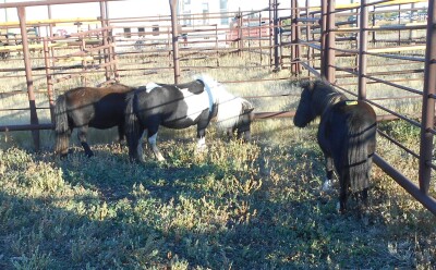 Brown Mini Mare, 8 HH