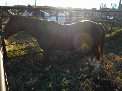 Della' Sorrel QH Mare, 15 HH