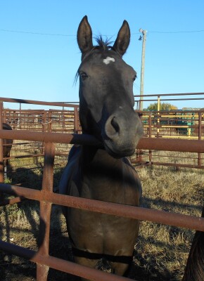 Pep' Quarb Smoky Black Gelding, 14.2 HH