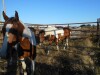 Bently' Pinto Gelding, 14.2 HH - 3