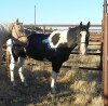 Stetson' Paint Gelding, 15.1 HH