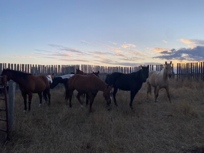 Open Black QH Mare