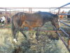 Tucker' Sorrel Morgan Gelding, 15 HH