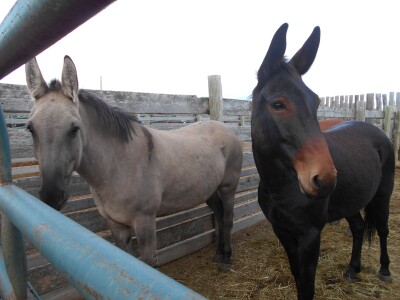 Grulla Molly Mule, 14.2 HH