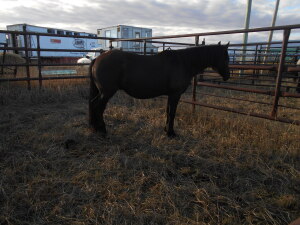 Emmy' Black Canadian Mare, 15 HH
