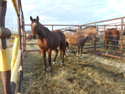 Nubero' Appy Gelding, 14.2 HH