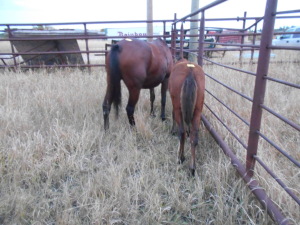 Bay Appendix Filly, 10 HH