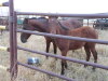 Bay Appendix Filly, 10 HH - 2