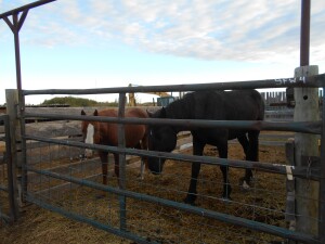 Rocket' Black Percheron Stud