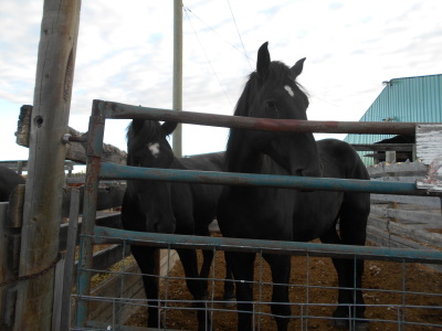 Mary' Black Percheron Mare