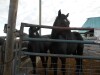 Bubba' Black Percheron Gelding