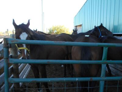 'Cheeko' Bay TB Gelding, 16 HH