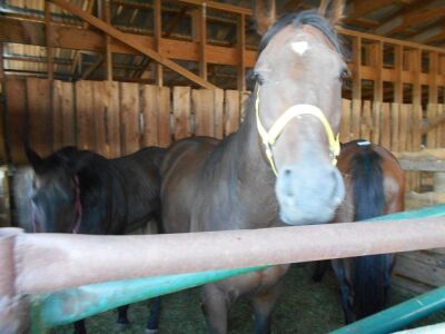 'Goose' Sorrel TB Gelding, 16 HH