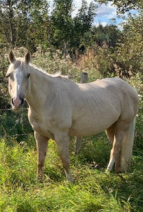 Bailey - Palomino QH Gelding