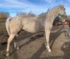 Bailey - Palomino QH Gelding - 3