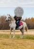 Fire - White Arab Stud