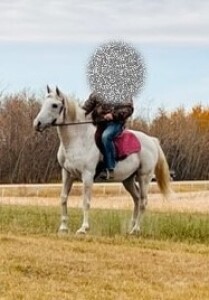 Fire - White Arab Stud