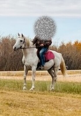 Fire - White Arab Stud
