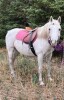 Fire - White Arab Stud - 2