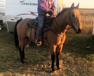 Dillon - Buckskin Gelding