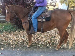 Tilly - Sorrel Mare