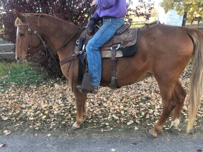 Tilly - Sorrel Mare