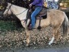 Lady - Palomino Mare