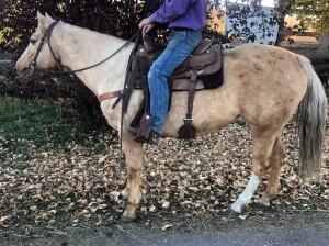 Lady - Palomino Mare