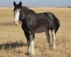 Kaleeka - Black Clyde Mare