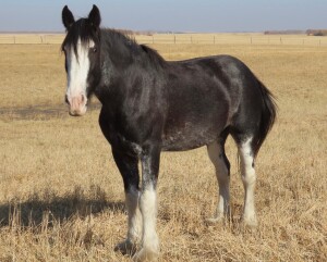 Kaleeka - Black Clyde Mare