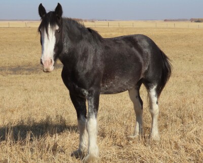 Kaleeka - Black Clyde Mare