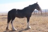 Kaleeka - Black Clyde Mare - 2