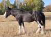 Kaleeka - Black Clyde Mare - 3