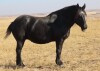 Mia - Black Percheron Mare