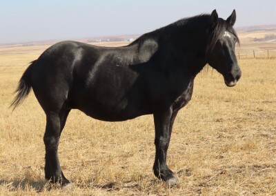 Mia - Black Percheron Mare